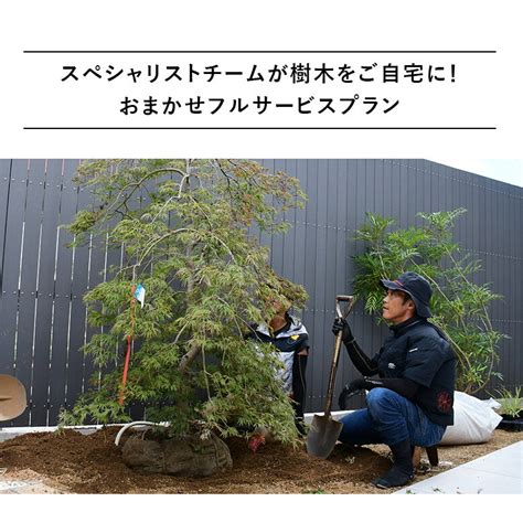 大型庭園樹|【楽天市場】庭木・植木・苗木 > 2m以上の大型植木：ガーデニ。